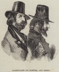 Dandy-Lion, a Virágban és a Magvasban